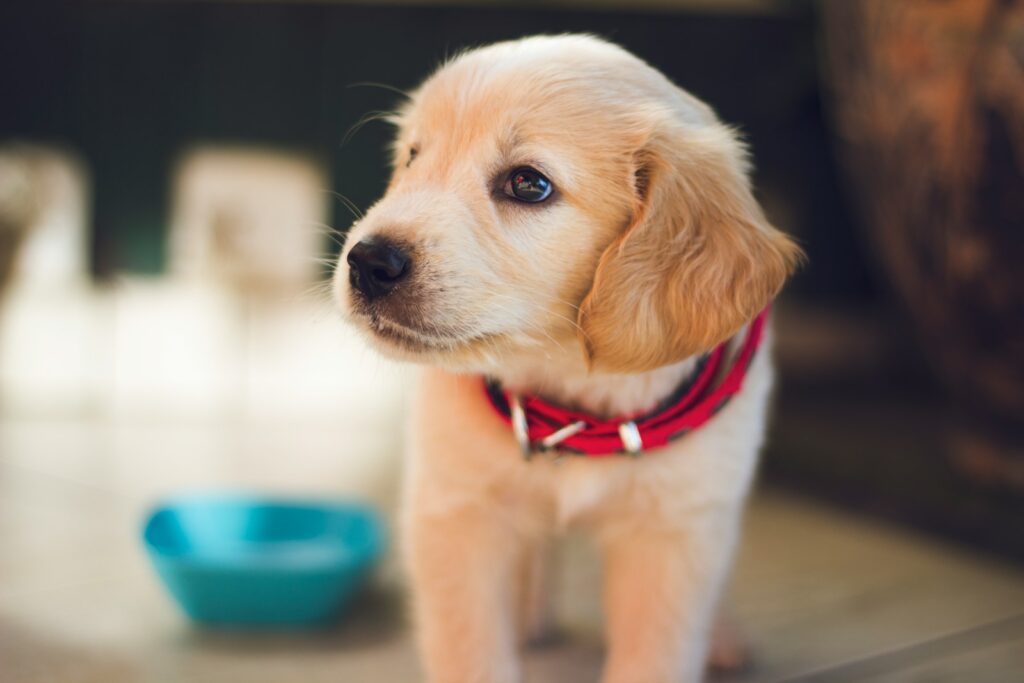Adopting a Puppy in Mississauga: Your Step-by-Step Guide