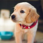 Adopting a Puppy in Mississauga: Your Step-by-Step Guide
