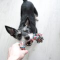 Best Indoor Activities for Dogs During Winter in Hamilton