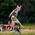 Understanding and Managing Jumping Behaviour in Your Brampton Dog