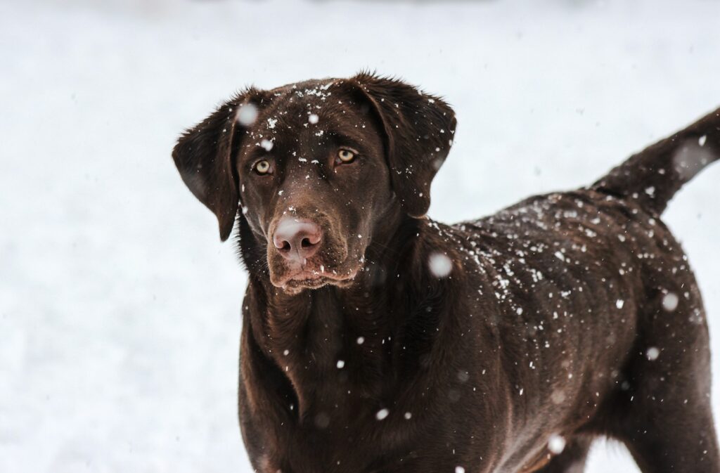Winter Safety Tips for Dogs in Mississauga