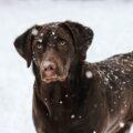 Winter Safety Tips for Dogs in Mississauga
