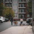 A group of people walking their dogs in a parking lot