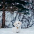 Winter Safety Tips for Dogs in Hamilton