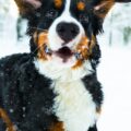 How Cold is Too Cold for Your Dog in Hamilton