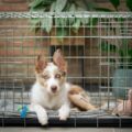 Unlock Your Dog's Comfort: Why Crate Training is a Game Changer in Brampton