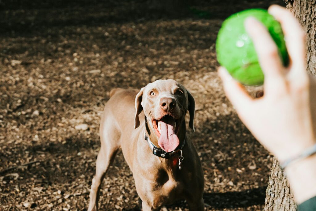 Winnipeg’s Off‑Leash Dog Parks
