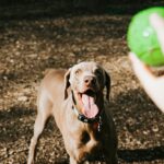 Winnipeg’s Off‑Leash Dog Parks