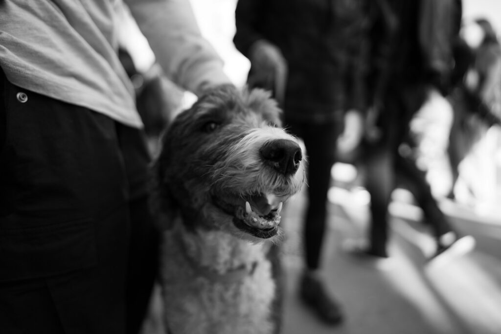 A dog that is standing next to a person
