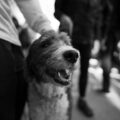 A dog that is standing next to a person