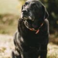 Senior Dog Adoption in Edmonton