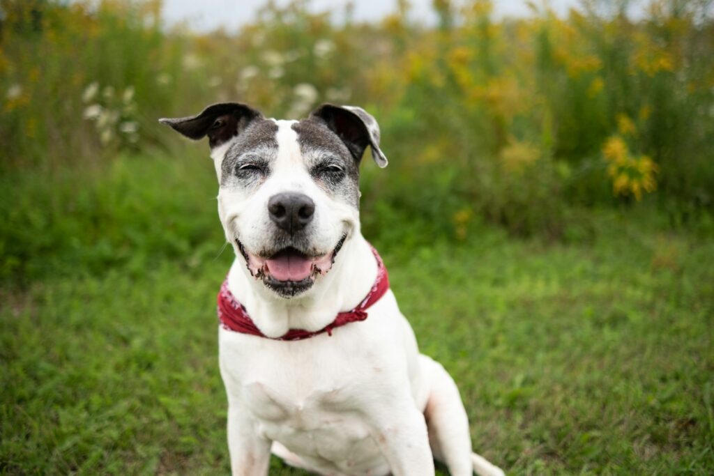 Adopting a Senior Dog in Calgary