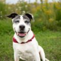 Adopting a Senior Dog in Calgary