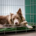 Crate Training: Your Mississauga Dog's Secret to Comfort
