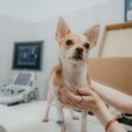 Know When Your Dog Needs a Vet Visit: Signs to Watch For