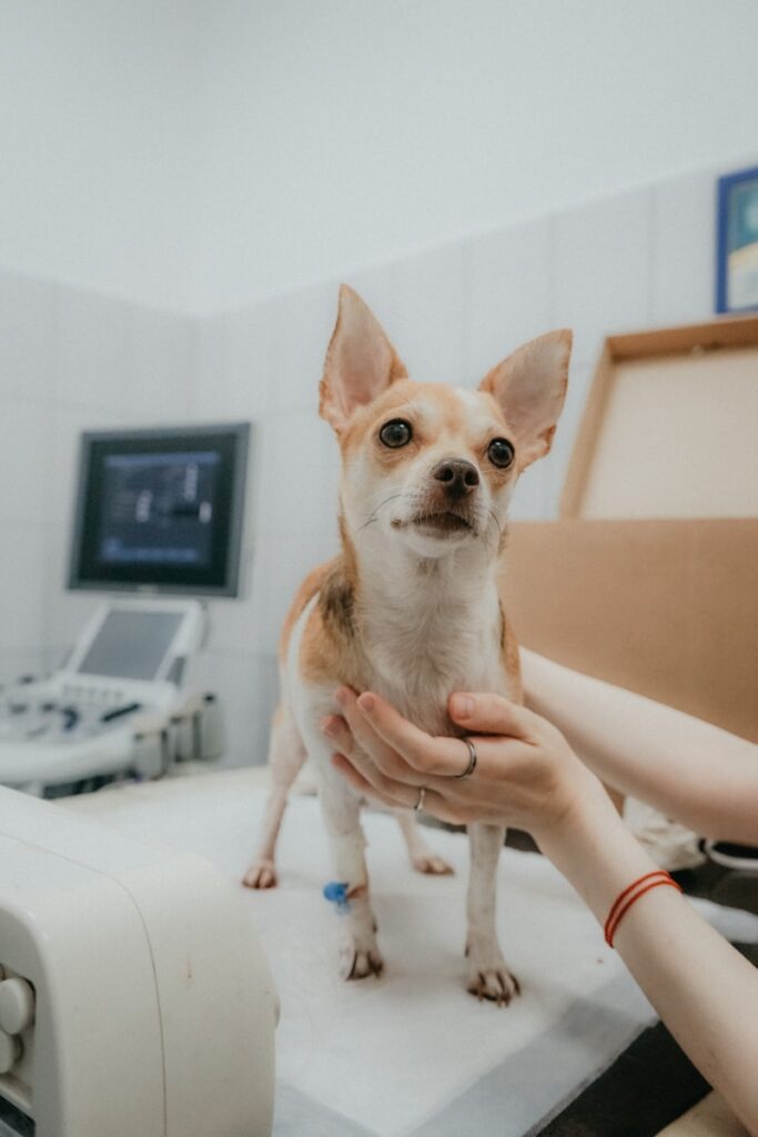 Know When Your Dog Needs a Vet Visit: Signs to Watch For