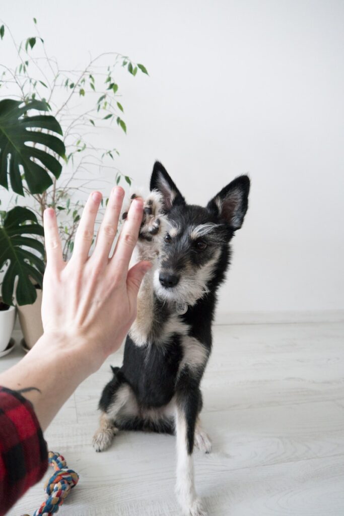Cozy Indoor Fun for Your Ottawa Dog