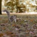 How to Stop Your Brampton Dog From Chasing Squirrels