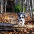 Understanding and Managing Your Dog's Fall Allergies in Toronto