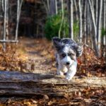 Understanding and Managing Your Dog's Fall Allergies in Toronto