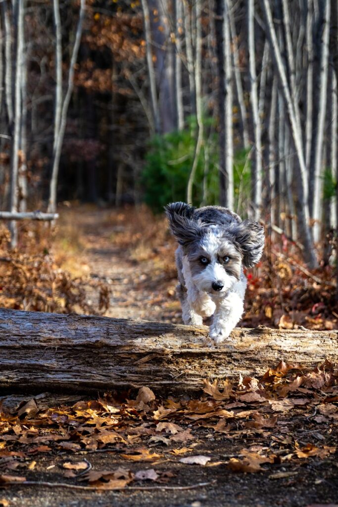 Understanding and Managing Your Dog's Fall Allergies in Toronto