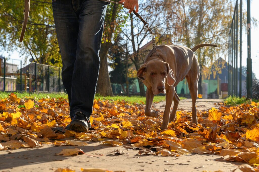 Understanding and Managing Your Dog's Fall Allergies in Edmonton