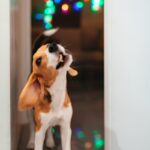 Beat the Chill: Best Indoor Activities for Dogs in Winnipeg Winter