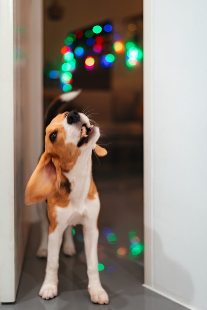 Beat the Chill: Best Indoor Activities for Dogs in Winnipeg Winter