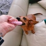 Cozy Indoor Fun for Your Ottawa Dog