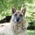 Senior Dog Adoption in Winnipeg