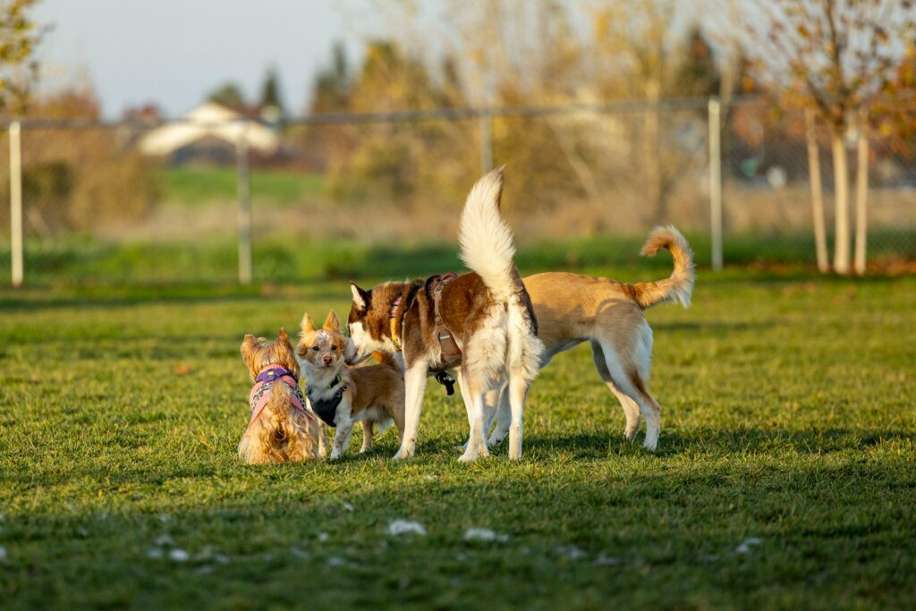 Edmonton’s Off‑Leash Dog Parks