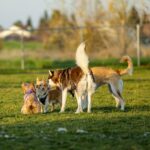 Edmonton’s Off‑Leash Dog Parks
