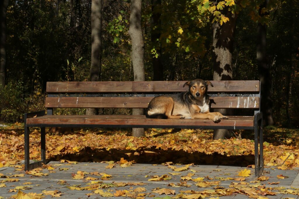 A dog rests on a park bench in autumn.