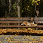 A dog rests on a park bench in autumn.