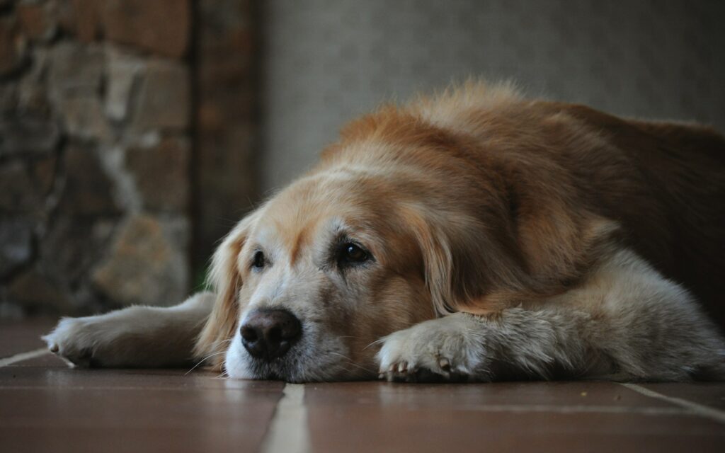 Senior Dog Adoption in Brampton: A Compassionate Guide