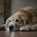 Senior Dog Adoption in Brampton: A Compassionate Guide