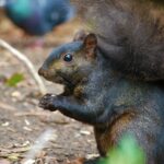 brown squirrel on ground