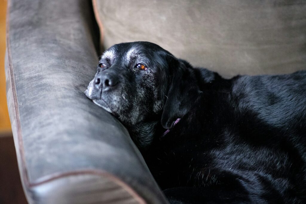 Recognizing Early Arthritis Signs in Your Winnipeg Dog