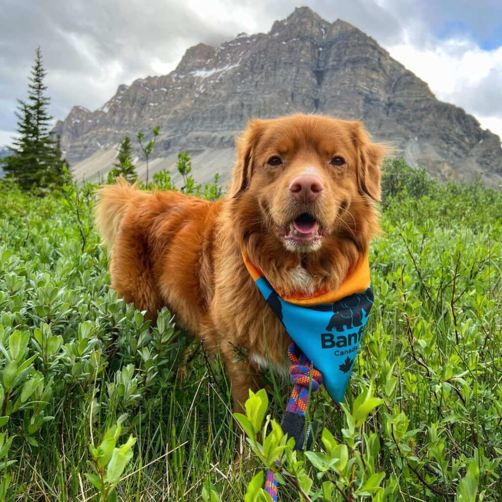 Banff Dog Bandana with Rundle Mountain and a Moose | Rocky Mountain Dog