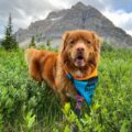 Banff Dog Bandana with Rundle Mountain and a Moose | Rocky Mountain Dog
