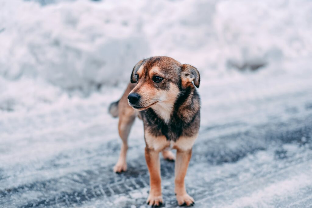 Is It Too Cold for Your Pup