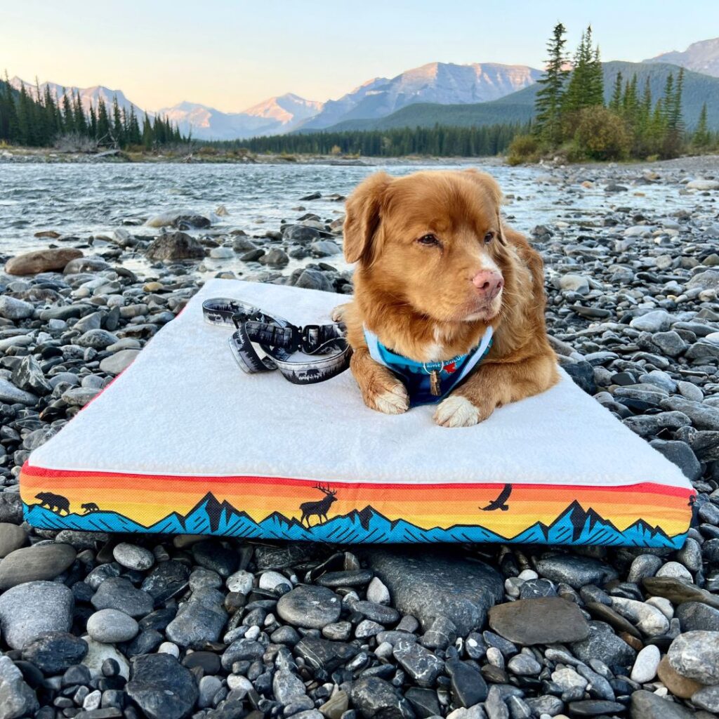 High Density Foam Dog Bed For Your Dog’s Ultimate Sleeps & Relaxation