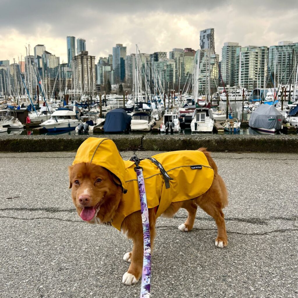 Tofino Dog Rain Jacket by Rocky Mountain Dog