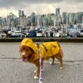 Tofino Dog Rain Jacket by Rocky Mountain Dog